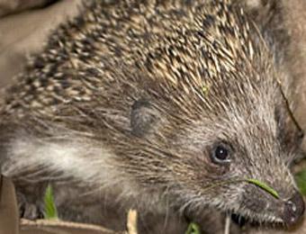 В Британии специалисты помогают ежу похудеть