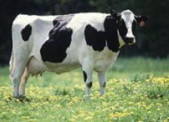 Эстонцы должны платить налог за воздух, испорченный коровой