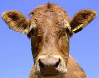 В городе Облучье мэрия приказала бесхозных коров угонять на "штрафстоянки"