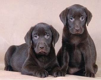 Корейцы клонировали собаку,  вынюхивающую раковые клетки