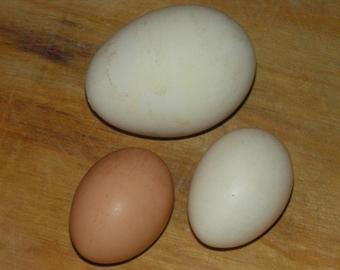 В Индии курица снесла чудо-яйцо