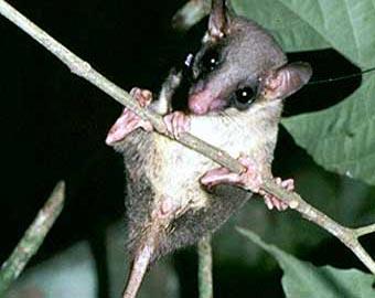 Тупайи оказались самыми пьющими животными