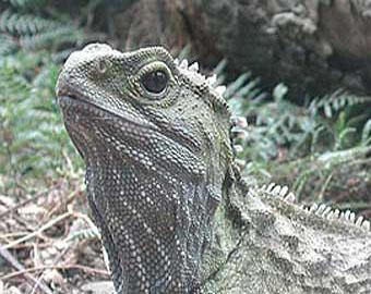 Самец новозеландской рептилии станет папой в 111 лет