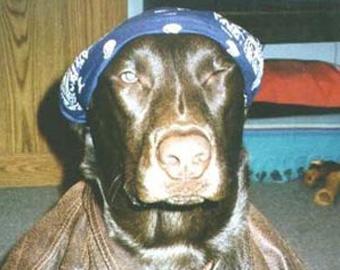 Пес Скуби стал первым животным, давшим свидетельские показания