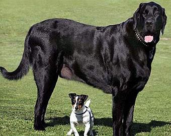 Самого большого пса Великобритании посадят на диету