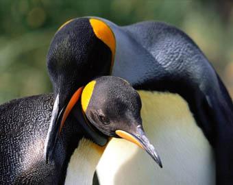 Пингвинам-геям, изолированным за воровство яиц, помогли борцы за права животных