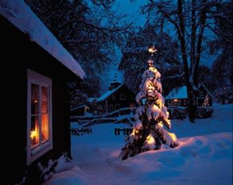 В России елки защитили от незаконной вырубки