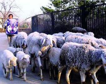 Китайский пастух управлял стадом c помощью фотографии волка