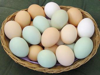 О голову ставропольского мэра разбили 4 куриных яйца (ФОТО)