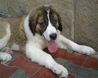 В Самаре осудили убийцу собаки