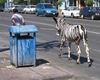 В зоопарке сектора Газы для привлечения посетителей осла раскрасили под зебру