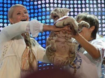 Юлии Тимошенко подарили бенгальского тигра-альбиноса