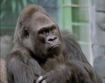 Британская полиция приняла за гориллу защитника животных