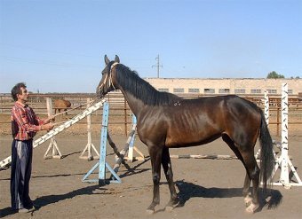 У лошадей существует сложная осмысленная речь со словами