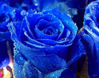 В Японии вывели синие розы