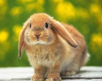 В Новой Зеландии запретили метать дохлых кроликов