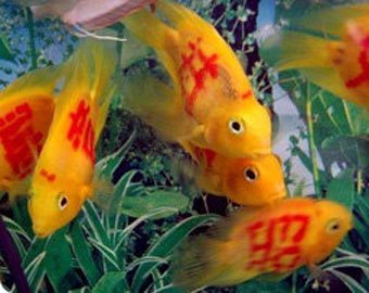Мода на татуированных рыб захлестнула Китай