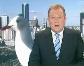 В выпуске австралийских новостей появилась гигантская чайка
