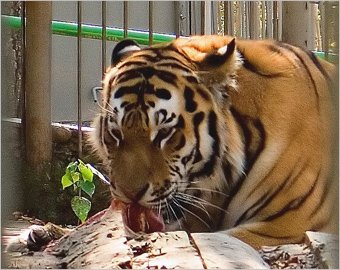 Россия подарила Южной Корее редких тигров из-за ошибки переводчика