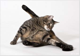 В Британии придумали йогу для кошек