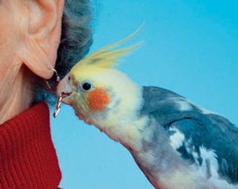 Шотландец угодил в тюрьму за нападение на попугая