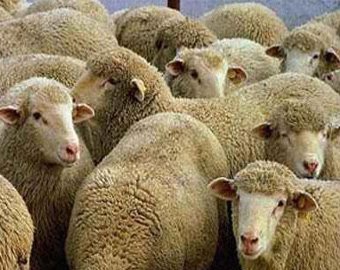 Беглые заключенные неделю притворялись овцами