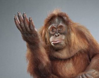 Ученые составили первый обезьяний словарь