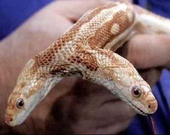 Австралийские биологи показали миру Змея Горыныча
