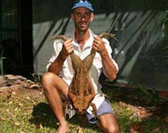Австралия заманивает туристов охотой на полчища жаб