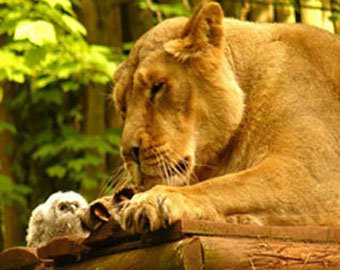 Совенок пришел в гости ко львам… и остался жив!