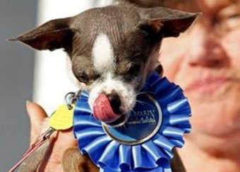 Самой уродливой собакой в мире признали Принцессу Эбби