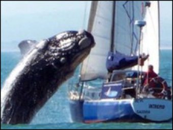 10-метровый кит запрыгнул на палубу небольшой яхты