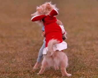 В Австралии открылась школа танцев для собак