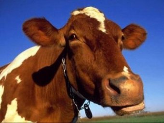 В Татарстане сельчанин распилил заблудившуюся соседскую корову