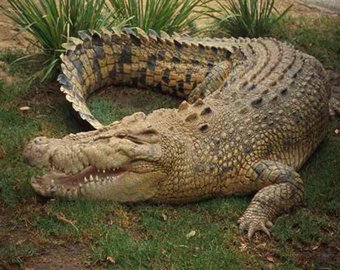 В Австралии турист попытался "укротить" 5-метрового крокодила