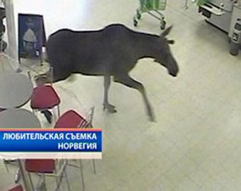 В норвежский супермаркет ворвался лось