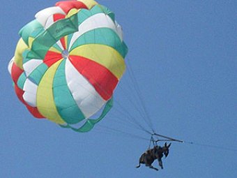 В Краснодарском крае осла на парашюте запустили в небо
