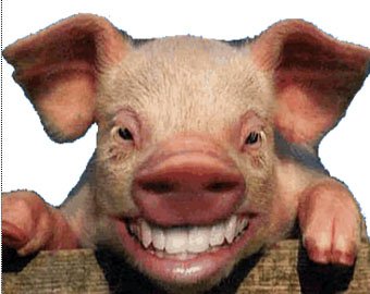 В США состоялись соревнования по зазыванию мужей и свиней