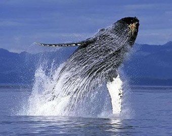 Австралийского подростка оштрафуют за катание на ките