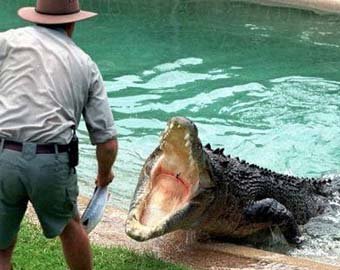В Мексике из питомника сбежали 400 крокодилов