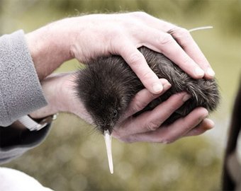Ученые создадут дезодорант для птичек киви