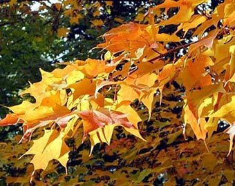 Ученый объяснил, почему осенью падают листья