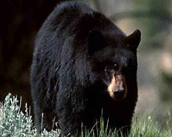 Школьница застрелила медведя из лука