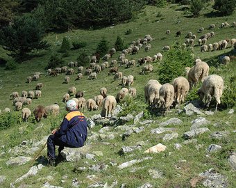 В Турции стадо овец бросилось со скалы вслед за бараном