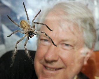 Австралиец поселится в комнате с сотней ядовитых пауков