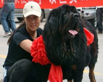 В Шанхае введут закон "одна семья — одна собака"