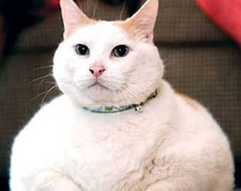 В США 20-килограммовый кот