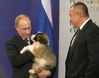 Путин просит россиян придумать кличку своему новому щенку
