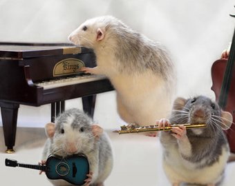 Японские генетики научили мышей петь