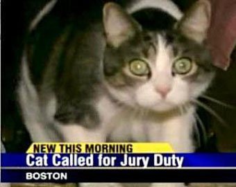 В Бостоне кота вызвали в суд